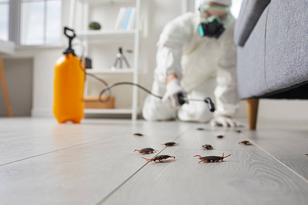 Affordable Termite Control solutions in Dupo, IL